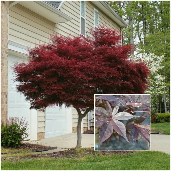 30 Japanese Red Maple Tree Seeds - Picture 2 of 4